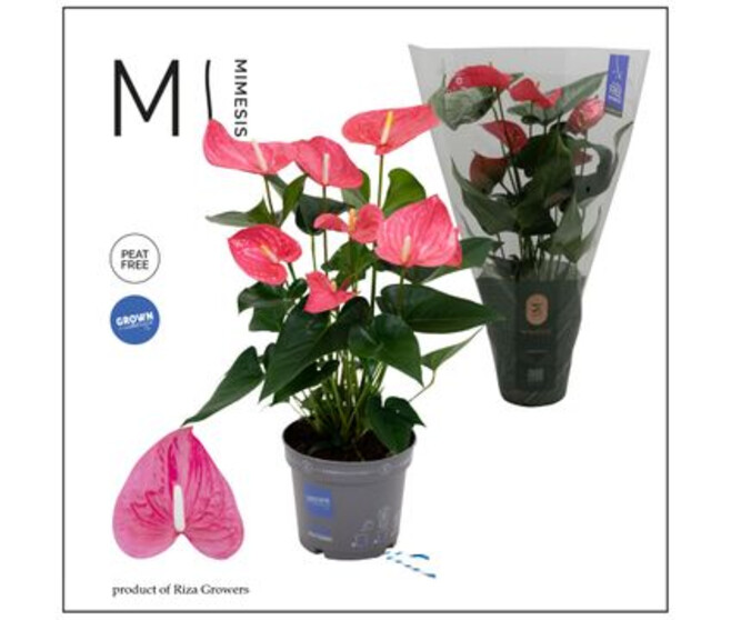 ANTHURIUM ANDREANUM MAINE ROSE