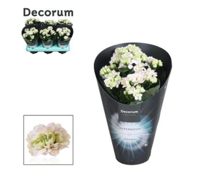 KALANCHOE FL DBLE BLANC