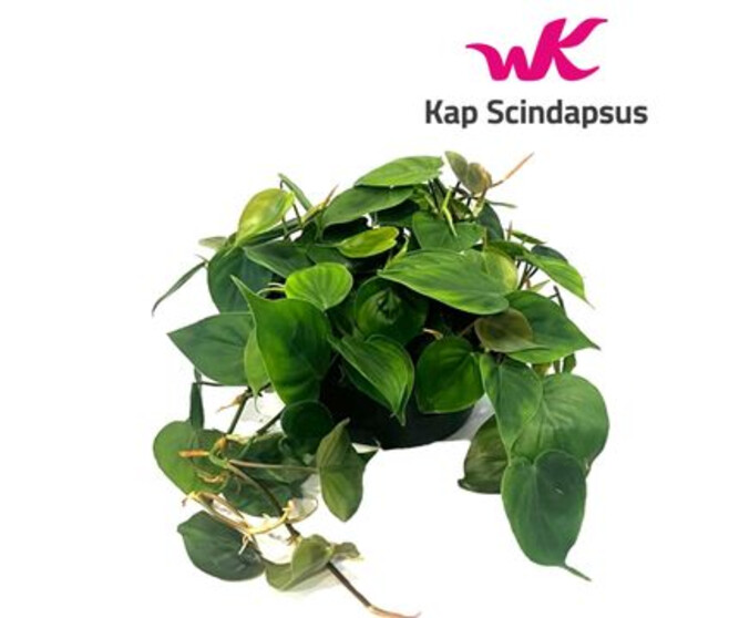 PHILODENDRON SCANDENS