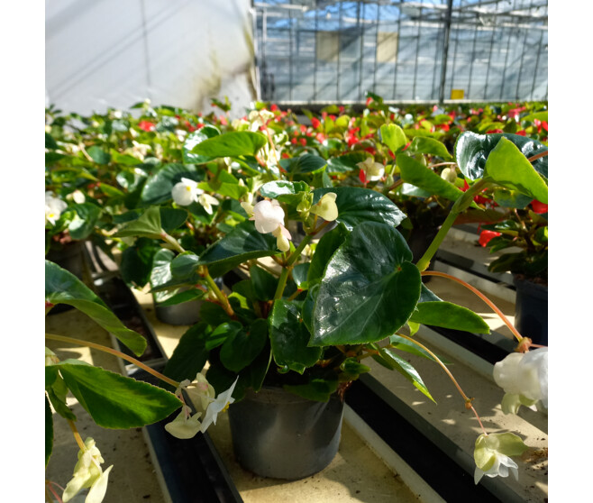BEGONIA DRAGON WING BLANC