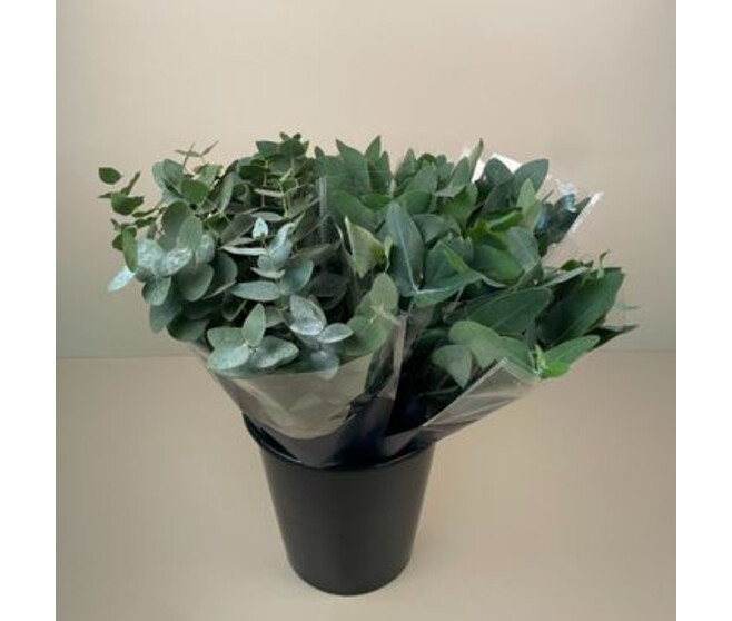 BOUQUET EUCALYPTUS 10 TIGES