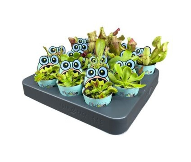 PLANTES CARNIVORES COVER POT