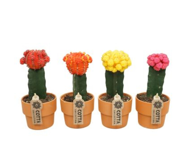 CACTUS GREFFES VARIES P TERRE