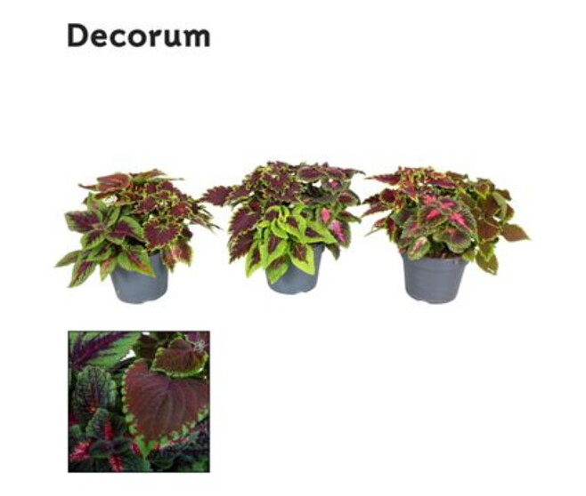 COLEUS VARIE