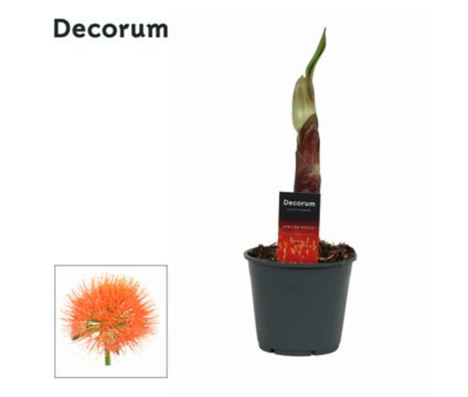 SCADOXUS MULTIFLORUS