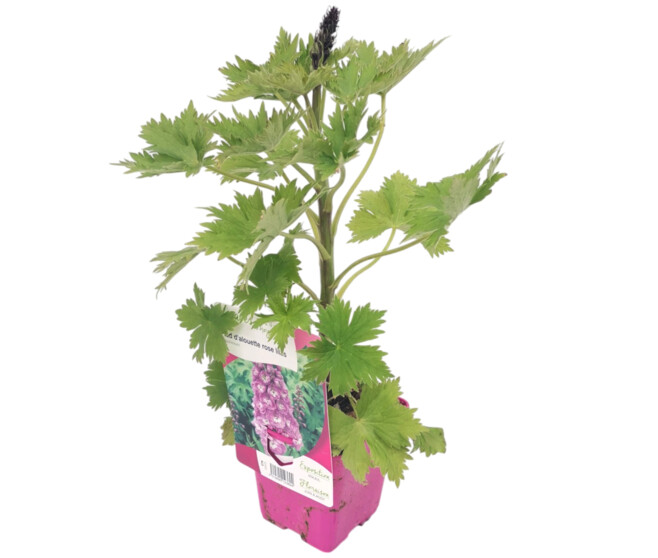 DELPHINIUM LILAS PINK WHITE
