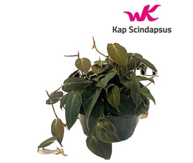 PHILODENDRON SCANDENS
