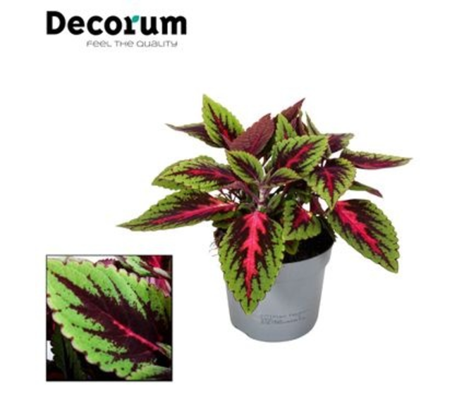 PLECTRANTHUS RUBY ROAD