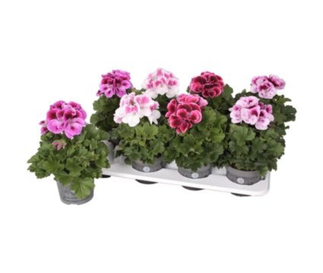 PELARGONIUM GRANDIFLORUM VARIE