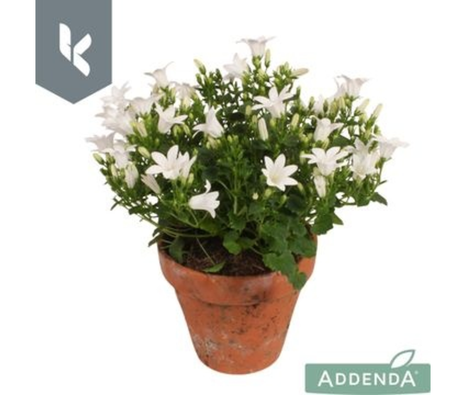 CAMPANULE AMBELLA BLANCHE P TERRE