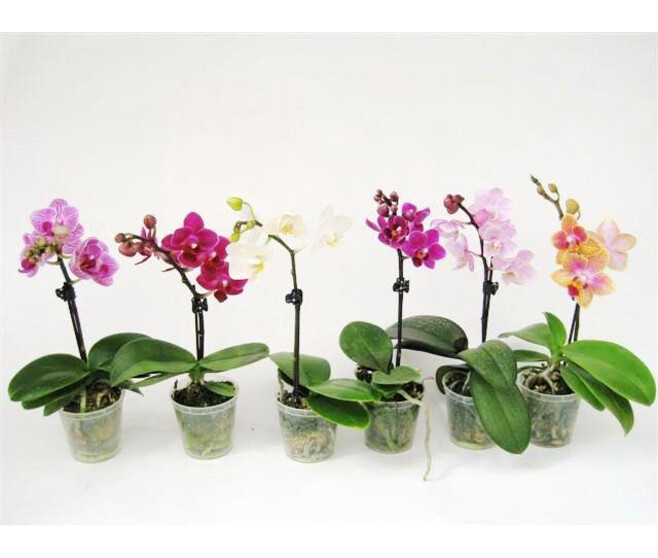 PHALAENOPSIS 1BR VARIE