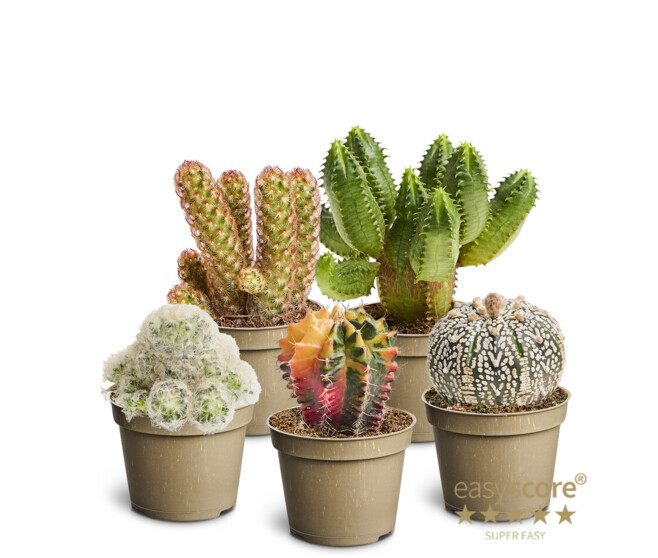 CACTUS SPECIAL VARIE