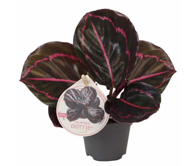 CALATHEA ROSEOPICTA