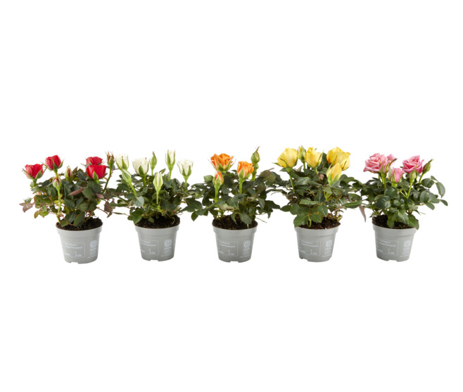 ROSIER VARIE