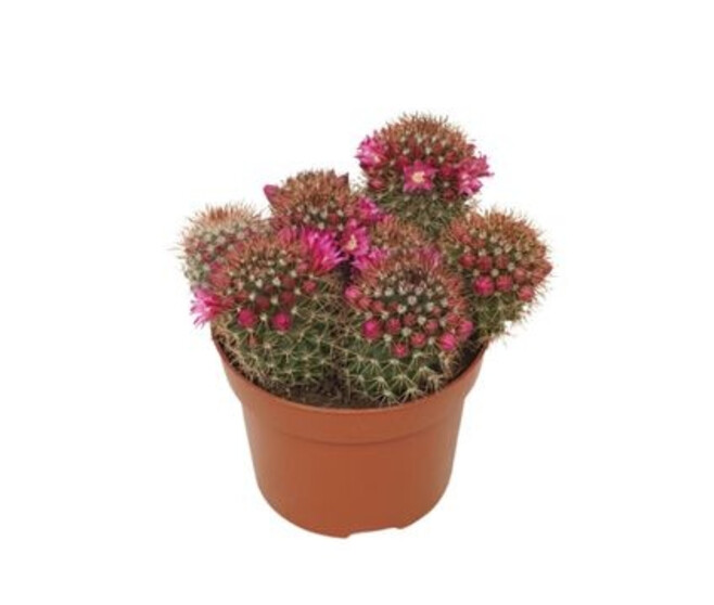 CACTUS MAMMILLARIA ERNESTII P TERRE