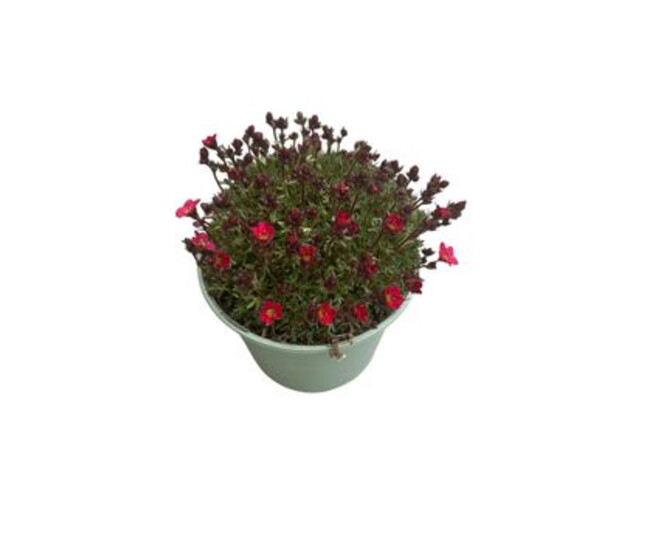 SAXIFRAGE PETER PAN