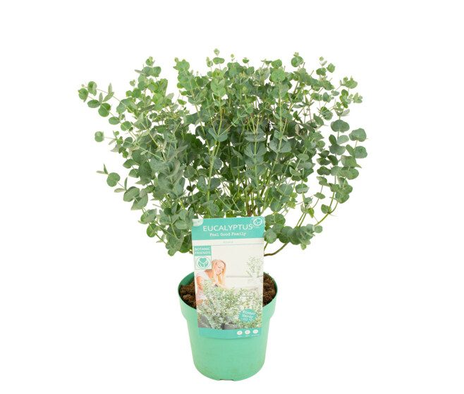 EUCALYPTUS GUNNII AZURA