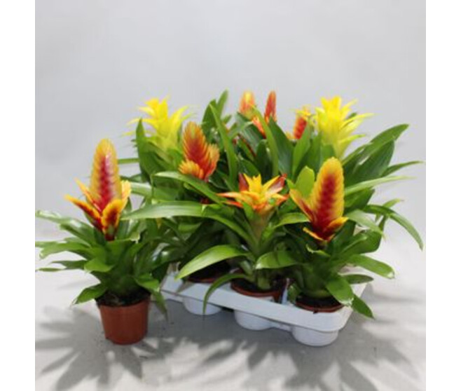 BROMELIACEE JAUNE ORANGE