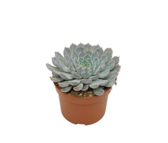 ECHEVERIA CUSPIDATA