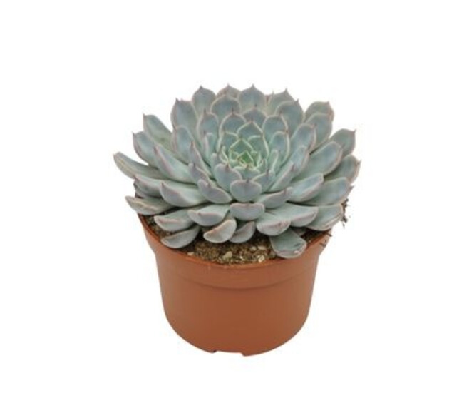 ECHEVERIA CUSPIDATA
