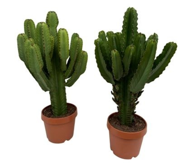 EUPHORBIA INGENS