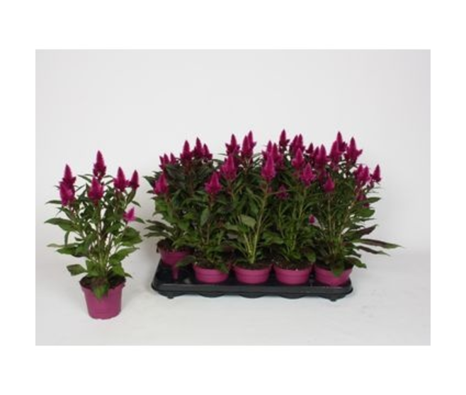 CELOSIE DEEP PURPLE