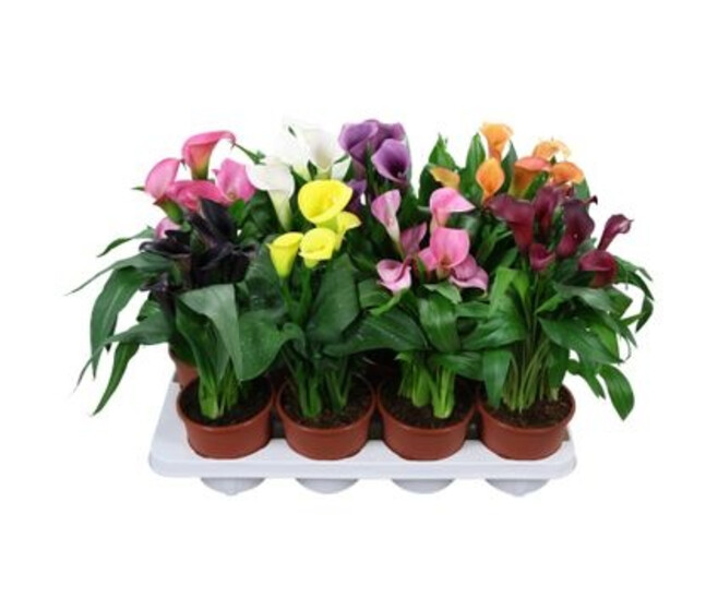 ARUM VARIES