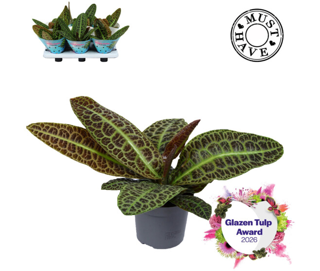 LABISIA OBTUSIFOLIA KURA KURA