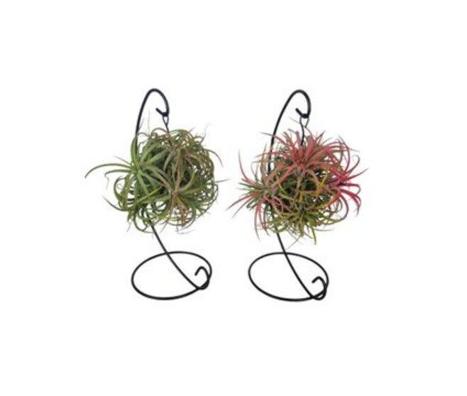 TILLANDSIA METAL SUSP
