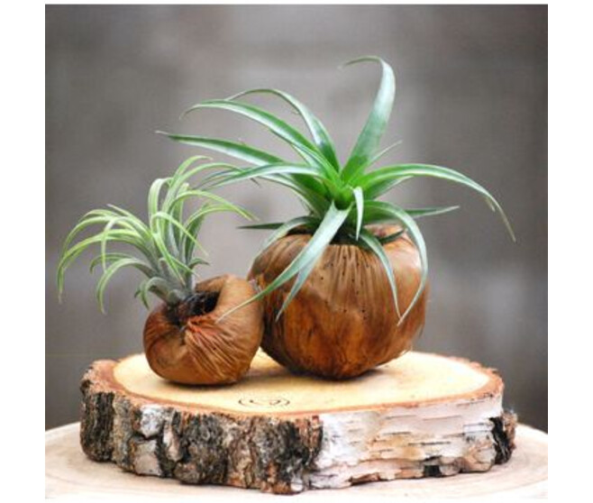 COMPO TILLANDSIA P BOIS
