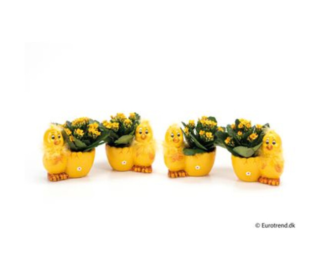 KALANCHOE JAUNE CERAM POUSSIN