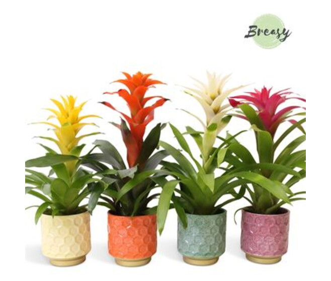 GUZMANIA VARIE CERAM