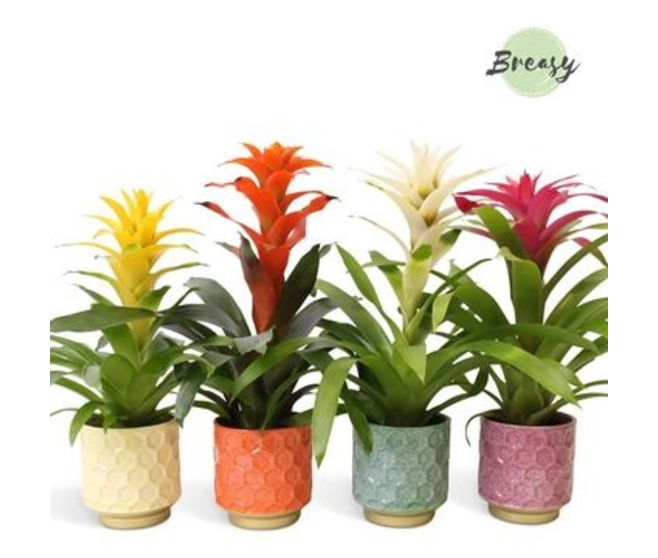 GUZMANIA VARIE CERAM
