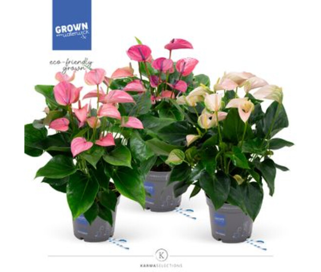 ANTHURIUM ANDREANUM VARIE