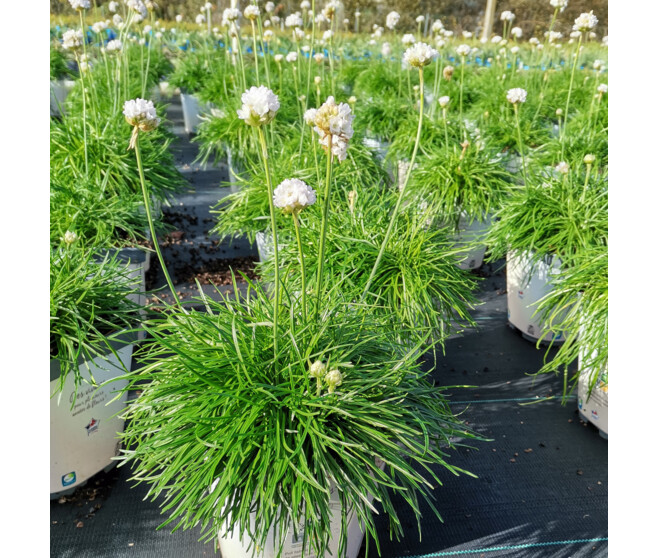 ARMERIA ARMADA WHITE