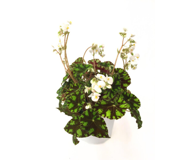BEGONIA REX