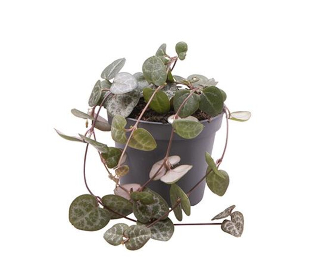 CEROPEGIA WOODII