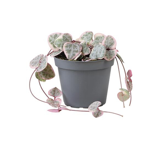 CEROPEGIA WOODII