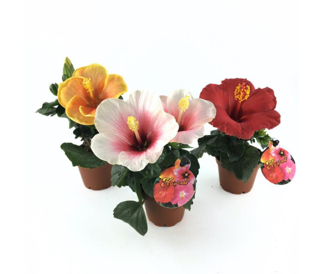 HIBISCUS ROSA SINENSIS MINI