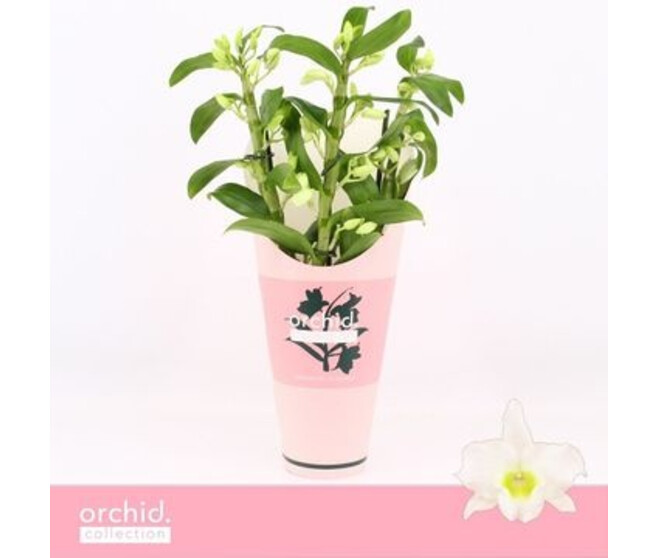 DENDROBIUM 3BR NOBILE BLANC