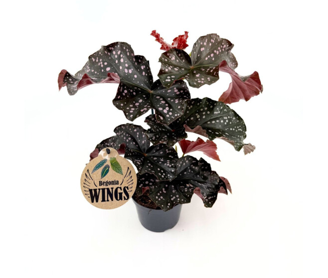 BEGONIA CRACKLIN ROSIE