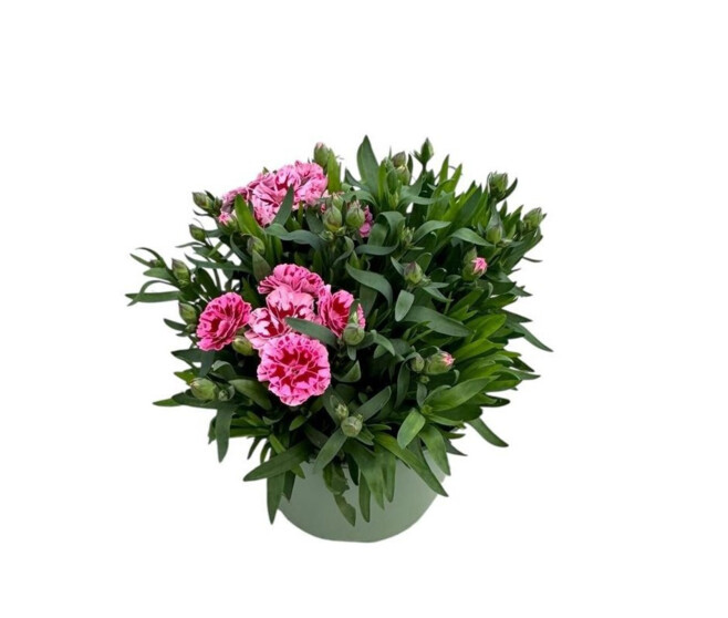 OEILLET SUNFLOR CHARMY