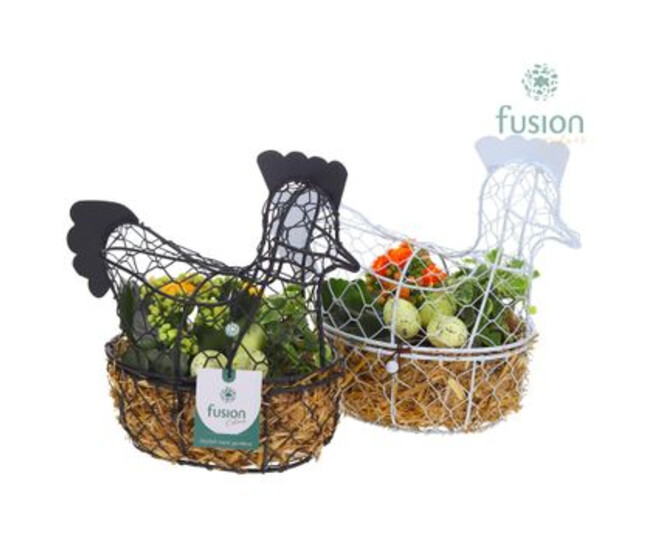 COMPO 2 PLANTES POULE METAL