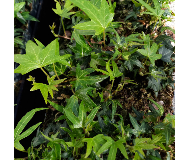 HEDERA ANITA BQ10