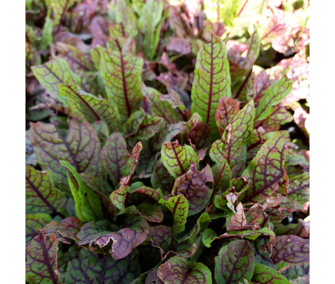 RUMEX SANGUINEUS BQ10