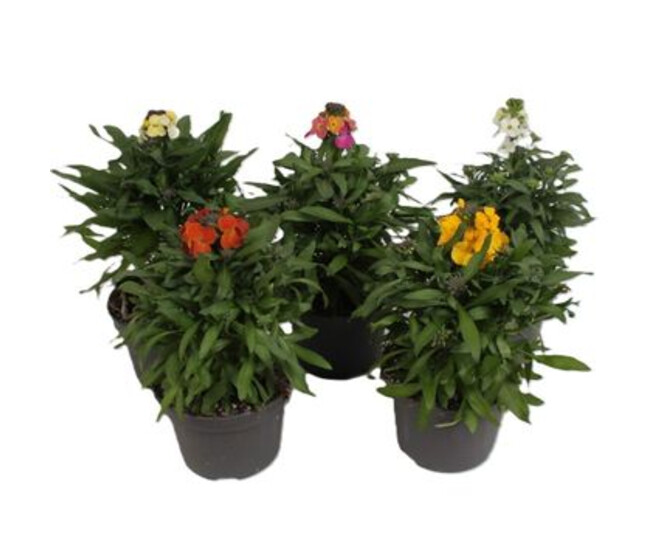 ERYSIMUM VARIE