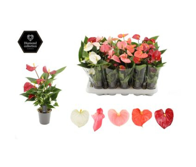 ANTHURIUM ANDREANUM VARIE