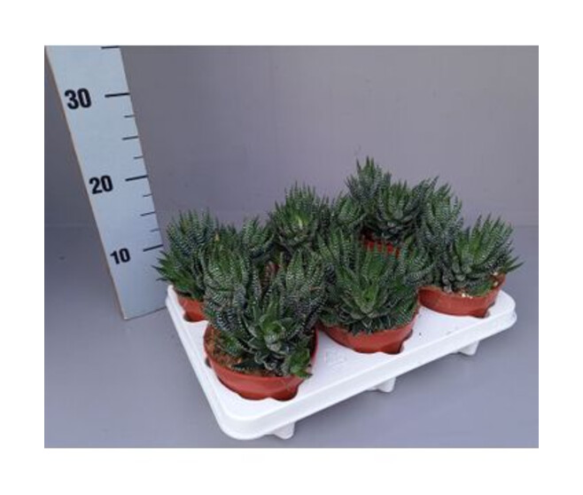 CACTUS HAWORTHIA SUPER FASCIATA