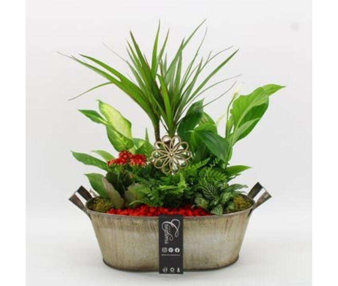 COMPO 6 PLANTES ZINC