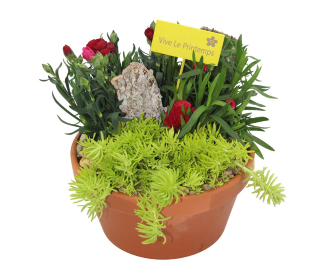 COUPE TERRE EXT ERRA